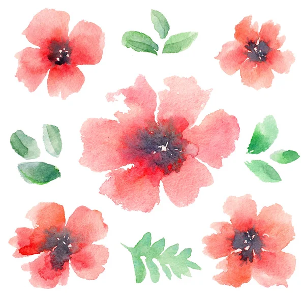 Poppy Fleurs Rouges Feuilles Vertes Éléments Isolés Aquarelle Illustration Ensemble — Photo