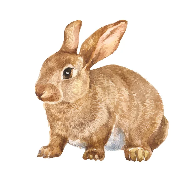Beyaz arka plan üzerinde izole illüstrasyon suluboya bunny tavşan tavşan
