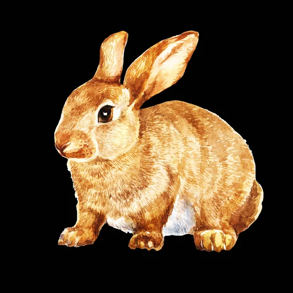 水彩のウサギのウサギの背景に隔離された図をウサギします — ストック写真