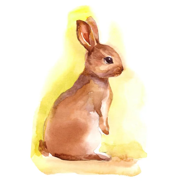 Aquarell Kaninchenhase Isolierte Abbildung Auf Weißem Hintergrund — Stockfoto