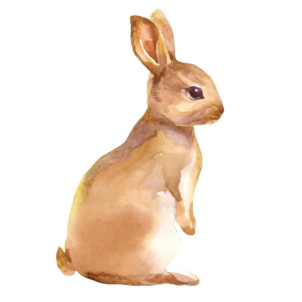 Aquarell Kaninchenhase Isolierte Abbildung Auf Weißem Hintergrund — Stockfoto