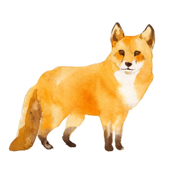 Cute Red Fox Watercolor Illustration Isolated White Background — Stock Photo, Image