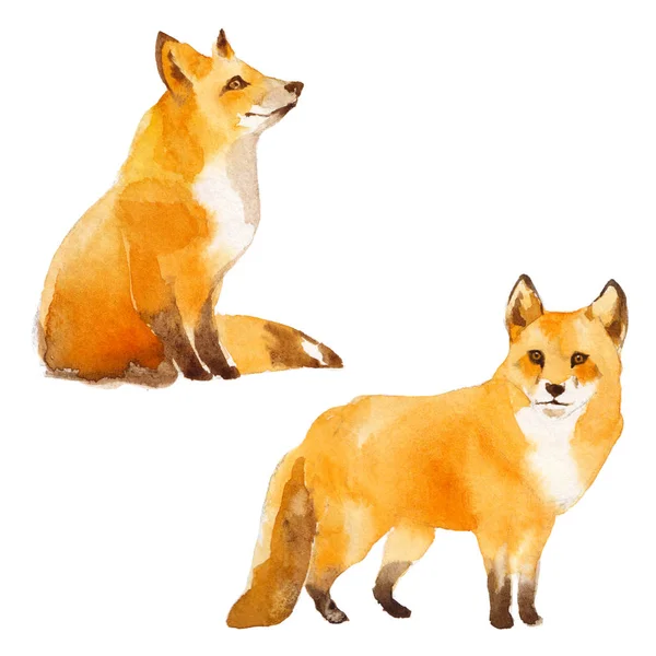 Aquarel Illustratie Demi Red Fox Geïsoleerd Witte Achtergrond — Stockfoto