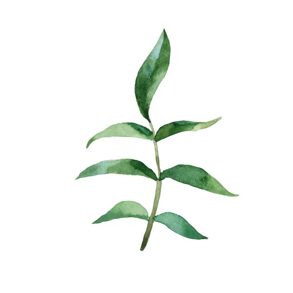 Grön Ört Blad Blommig Akvarell Botanisk Illustration Vit Bakgrund — Stockfoto