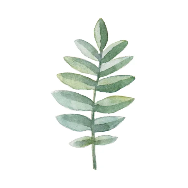 Yeşil Bitkisel Yaprak Çiçekli Suluboya Beyaz Arkaplanda Botanik Çizimler — Stok fotoğraf