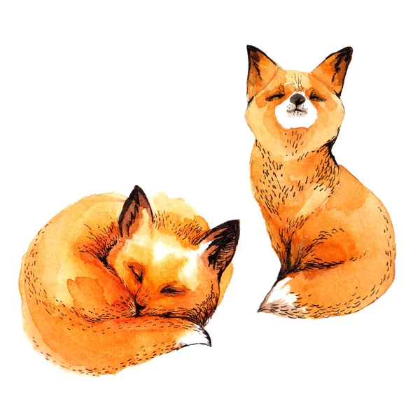 かわいい赤狐水彩イラスト白背景に分離 — ストック写真