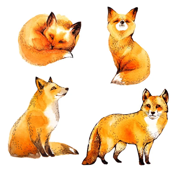 Aquarel Illustratie Demi Red Fox Geïsoleerd Witte Achtergrond — Stockfoto