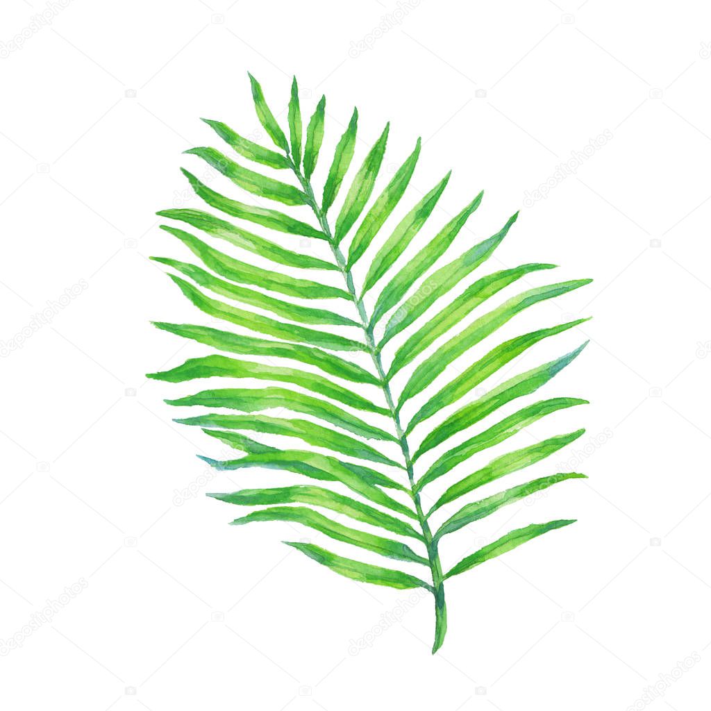 Green tropical palm leaves watercolor illustration isolated on white background