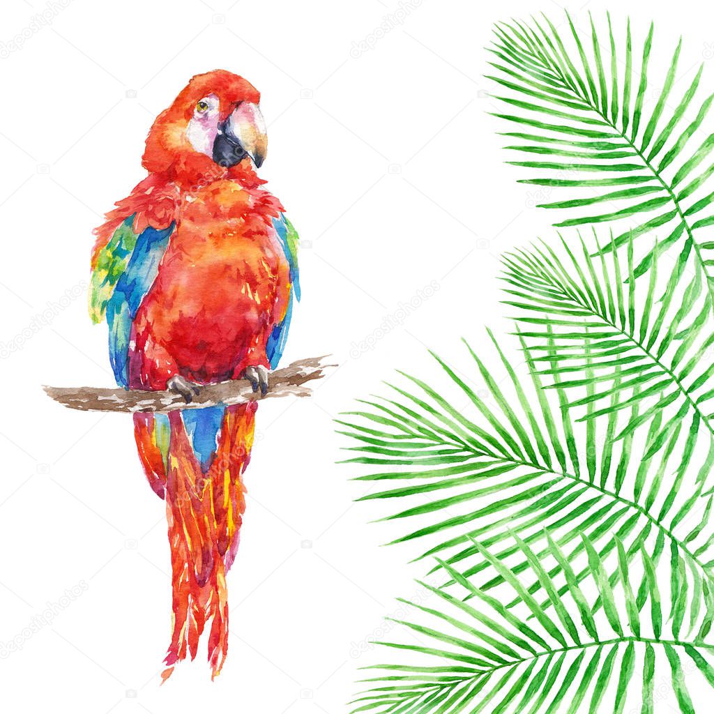 Colorful ara parrot with Green tropical palm leaves watercolor illustration on white background 