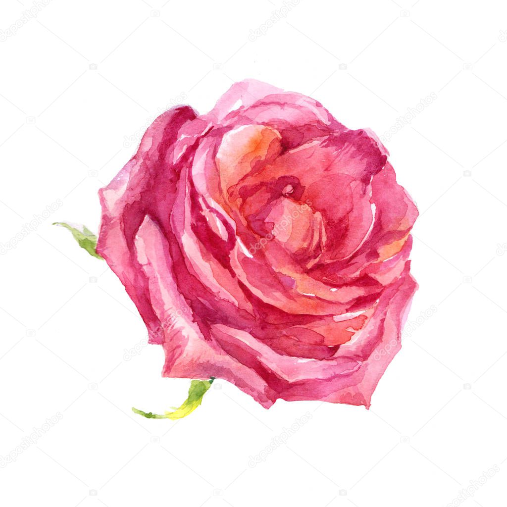 Pink Rose flower watercolor illustration on white background