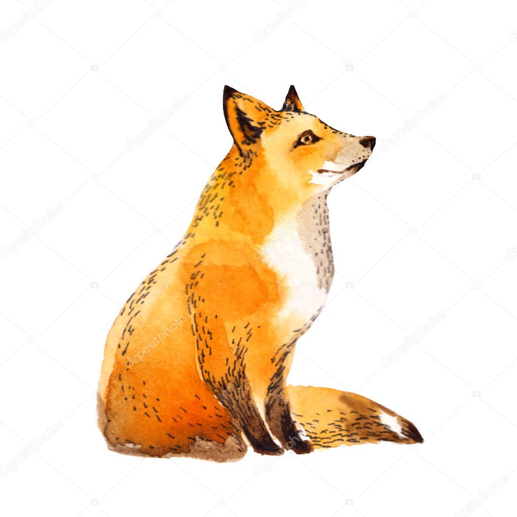 Cute red fox watercolor illustration isolated on white background