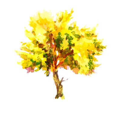 Sarı ve kırmızı akçaağaç ağaç suluboya resim şablon beyaz arka plan üzerinde izole yaprak