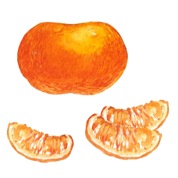 Mandarijn Plakjes Oranje Geïsoleerd Witte Achtergrond Aquarel Illustratie — Stockfoto