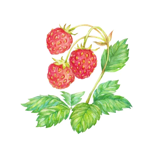 Jordgubbar Växt Bär Och Lämnar Akvarell Illustration Vit Bakgrund — Stockfoto