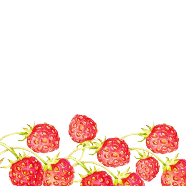 Erdbeeren Pflanzen Beeren Und Blätter Aquarell Illustration Auf Weißem Hintergrund — Stockfoto