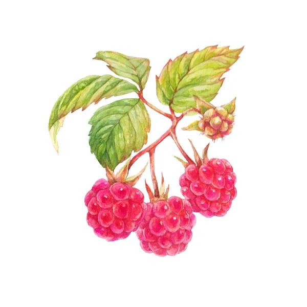 Himbeeren Mit Roten Beeren Und Grünen Blättern Auf Weißem Hintergrund — Stockfoto