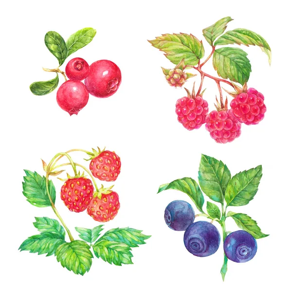foxberries, ahududu, yaban mersini, çilek ile yeşil yapraklar sulu boya resimde beyaz arka plan üzerinde ayarla