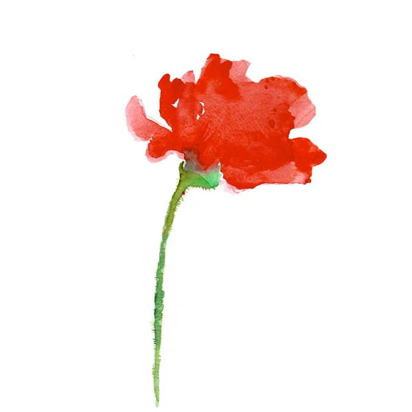 Illustration Aquarelle Fleur Pavot Rouge Isolé Sur Fond Blanc — Photo