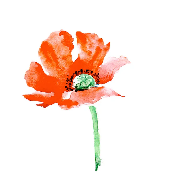 Rode Papaver Bloem Aquarel Illustratie Geïsoleerd Witte Achtergrond — Stockfoto