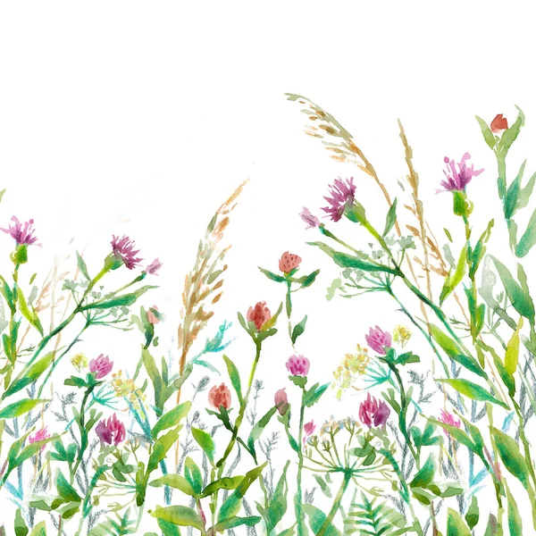 Kruiden Groen Gras Met Roze Bloemen Witte Achtergrond Aquarel Illustratie — Stockfoto