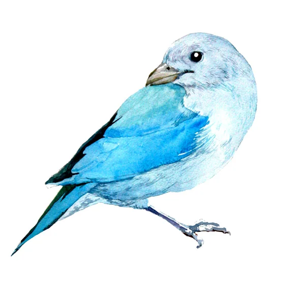 Tropischer Vogel Aquarell Texturierte Illustration Auf Weißem Hintergrund — Stockfoto