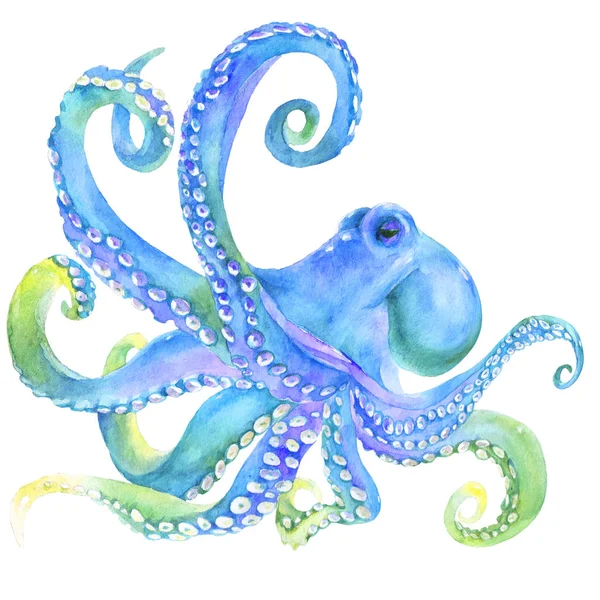 Watercolor Octopus Sea Poulpe Devilfish Tentacles Illustration Isolated White Background — Stock Photo, Image