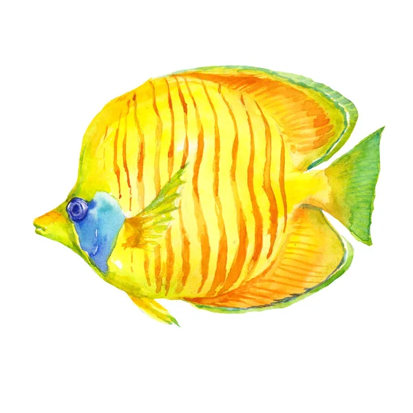黄色热带珊瑚海蝴蝶鱼在白色背景水彩例证被隔绝 — 图库照片