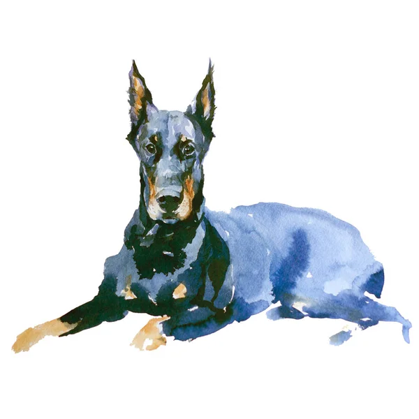 Doberman Perro Negro Aislado Acuarela Ilustración —  Fotos de Stock