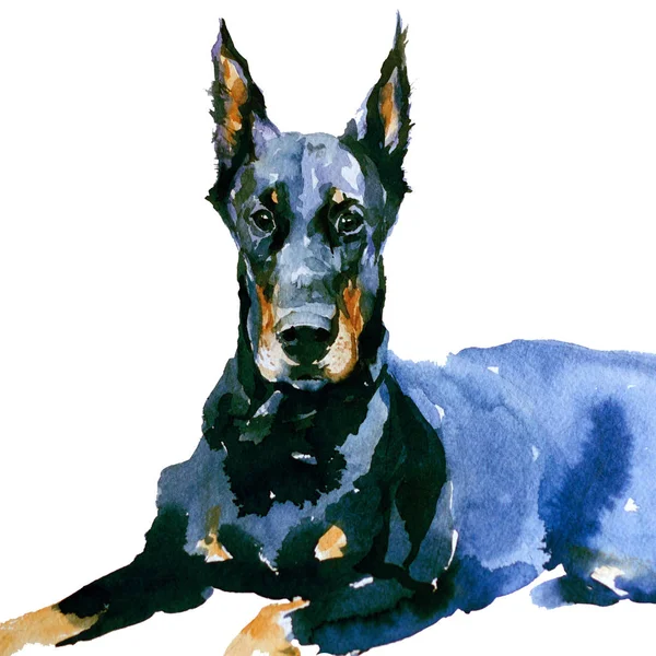 Dobermann Schwarzer Hund Isoliert Aquarell Illustration — Stockfoto