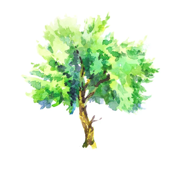 Summer Green Leaves Tree Watercolor Illustration Sketch Isolated White Background — Stock Photo, Image