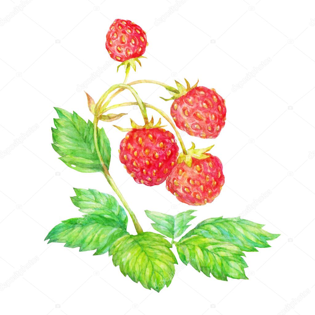 strawberries plant berries and leaves watercolor illustration on white background