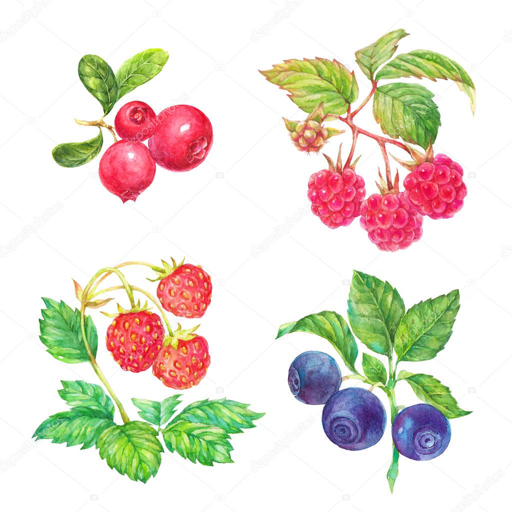foxberries, raspberries, blueberries, strawberries with green leaves watercolor illustration set on white background