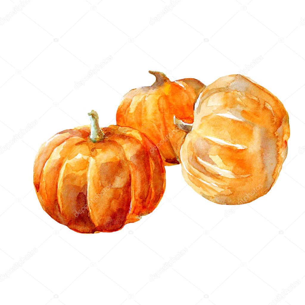 Orange pumpkin watercolor illustration on white background