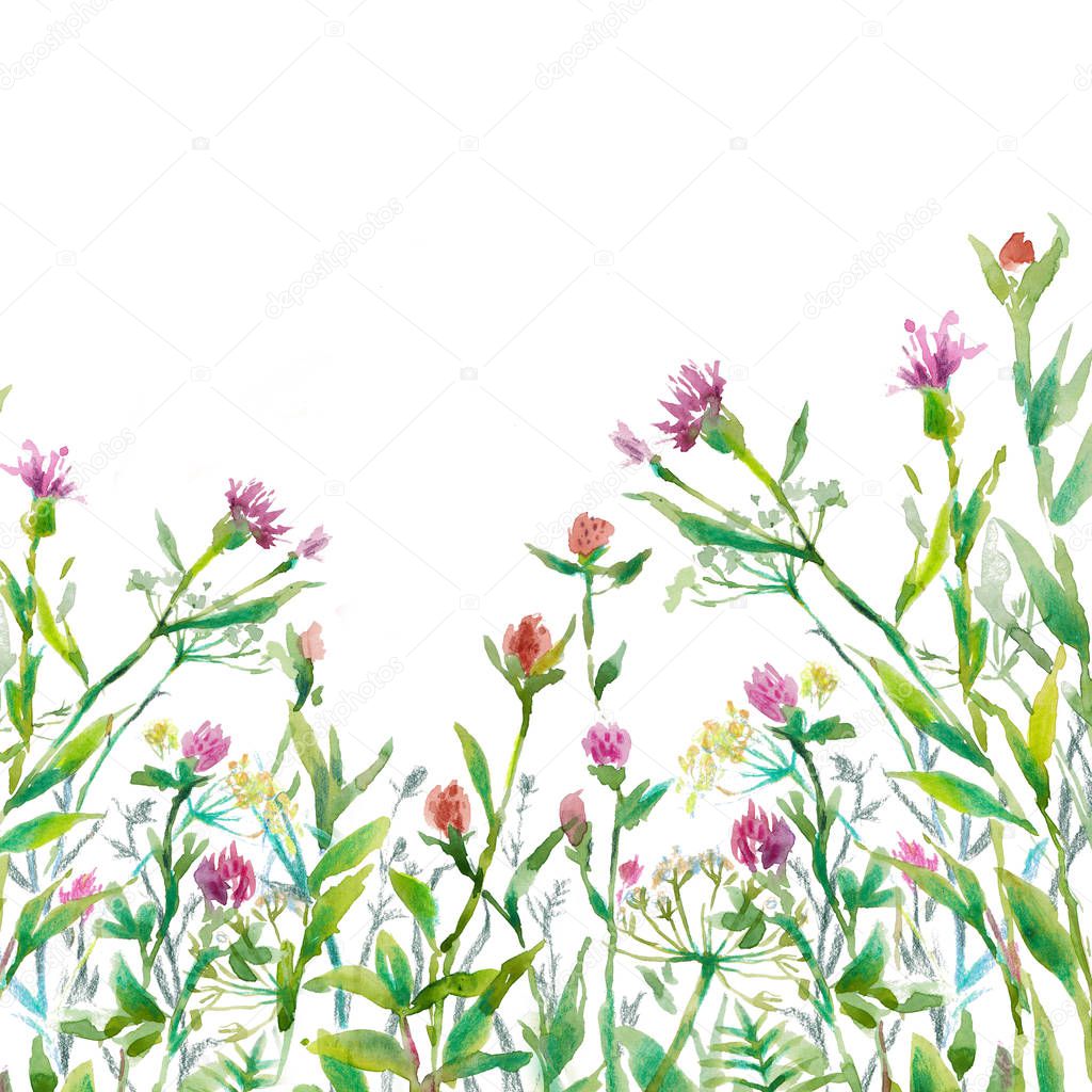 Herbs and green grass with pink flowers on white background watercolor illustration