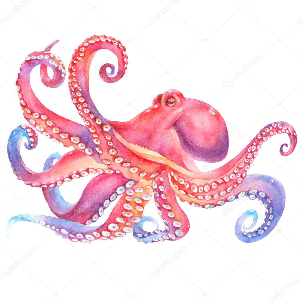  watercolor octopus. sea poulpe, devilfish with tentacles illustration isolated on white background