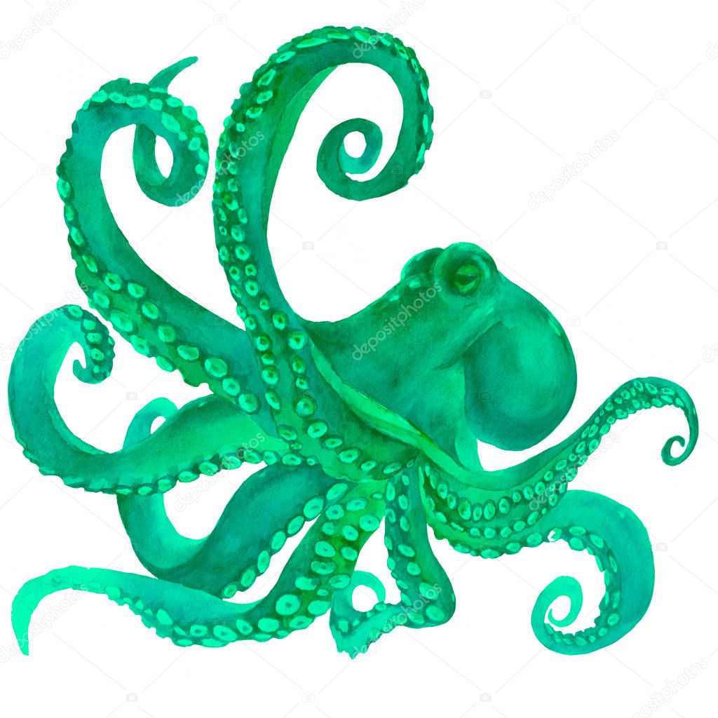  watercolor octopus. sea poulpe, devilfish with tentacles illustration isolated on white background