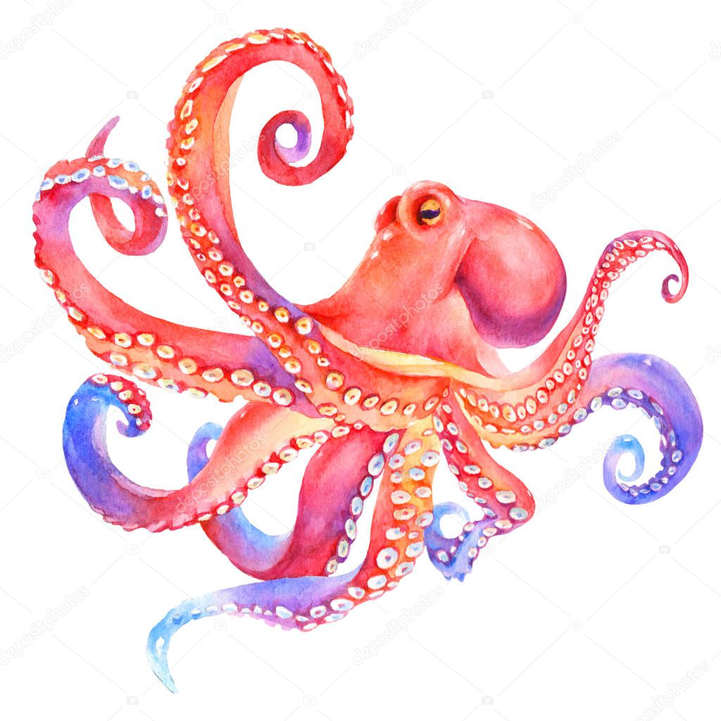 Pink watercolor octopus. sea poulpe, devilfish with tentacles illustration isolated on white background