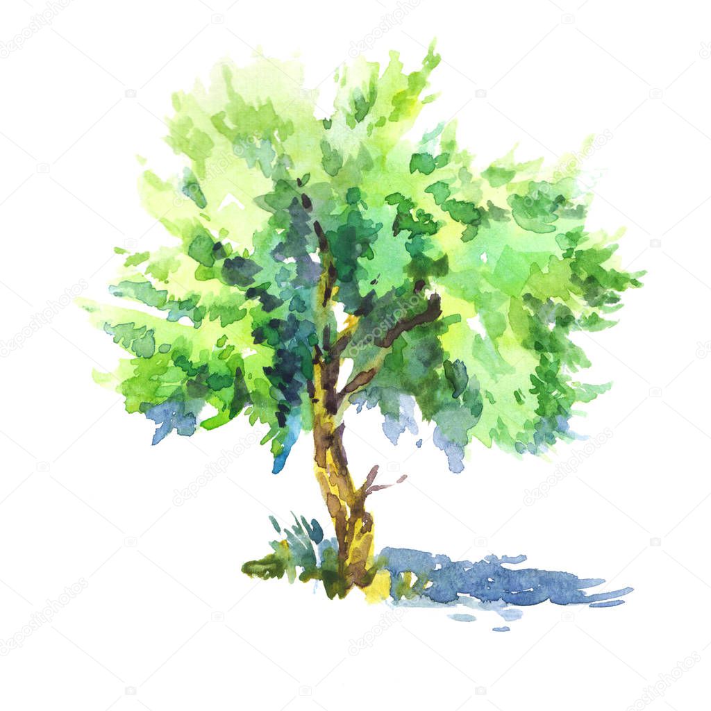 Summer green leaves tree watercolor illustration sketch isolated on white background