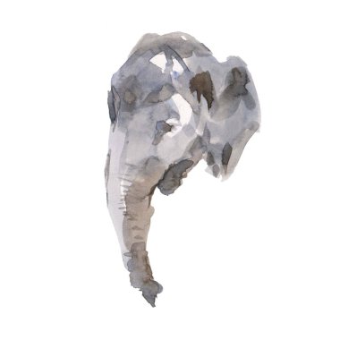 Beyaz arka plan üzerinde izole fil hayvanat bahçesi hayvan suluboya kroki