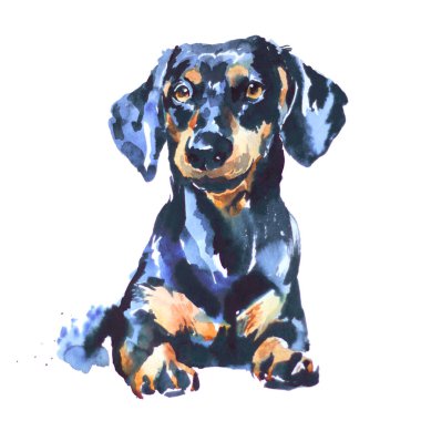 köpek dachshund, tarife köpek portre suluboya illüstrasyon izole.
