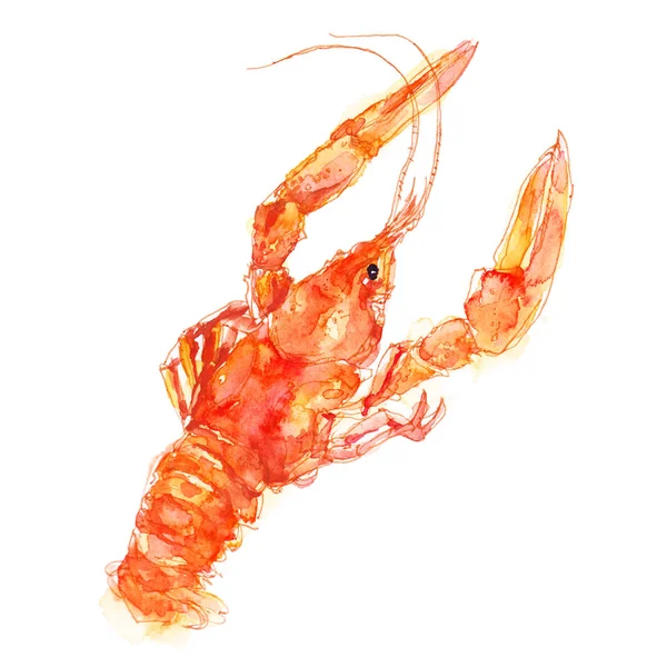 Red Lobster Crayfish Gambar Cat Air Sketsa Terisolasi Pada Latar — Stok Foto