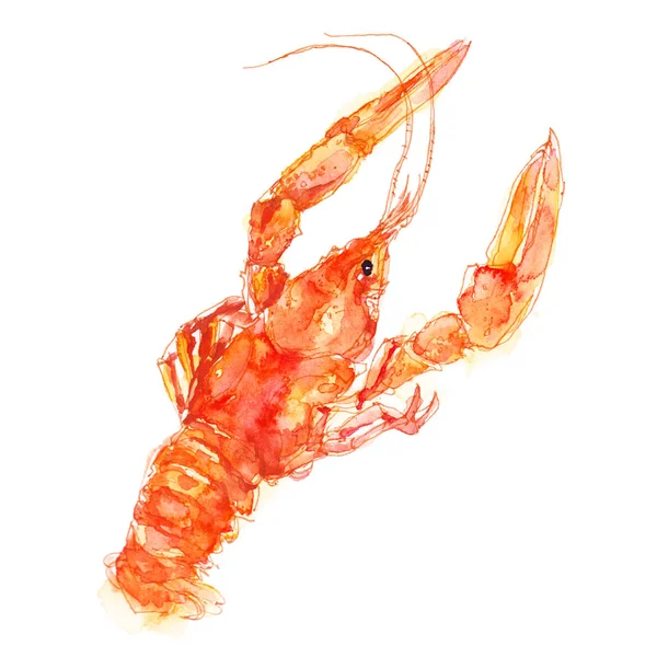 Homard Rouge Écrevisses Aquarelle Croquis Illustration Isolé Sur Fond Blanc — Photo