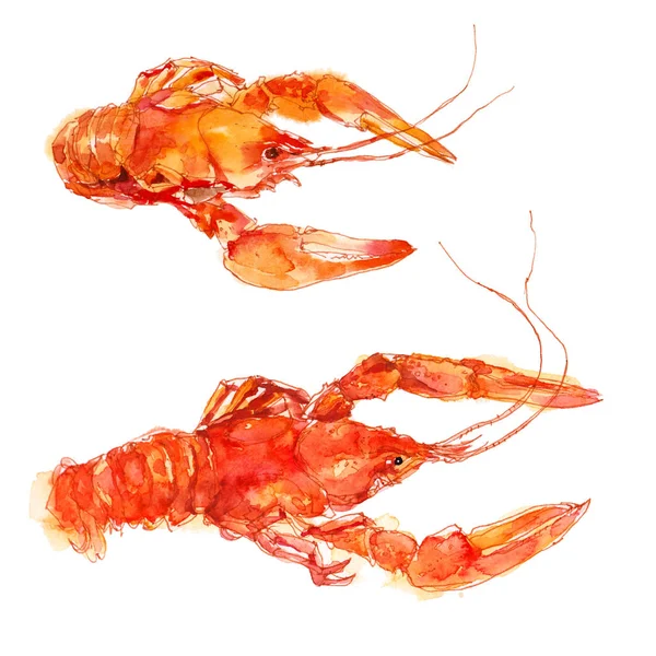 Red Lobster Crayfish Gambar Cat Air Sketsa Terisolasi Pada Latar — Stok Foto