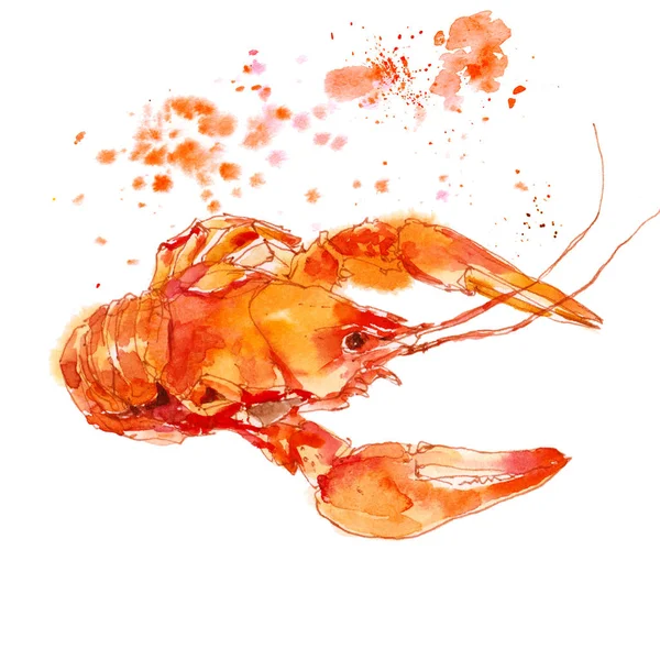 Red Lobster Crayfish Gambar Cat Air Sketsa Terisolasi Pada Latar — Stok Foto