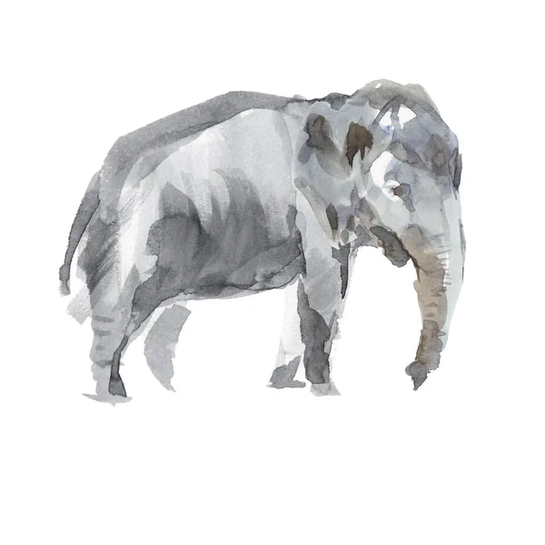 Ελέφαντας Ζωολογικό Κήπο Των Ζώων Ακουαρέλα Σκίτσο Απομονώνονται Λευκό Φόντο — Φωτογραφία Αρχείου