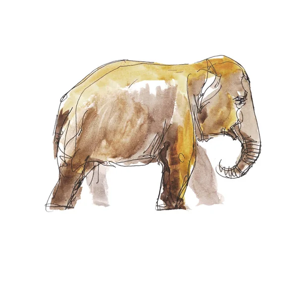 Elephant  zoo animal watercolor sketch isolated on white background