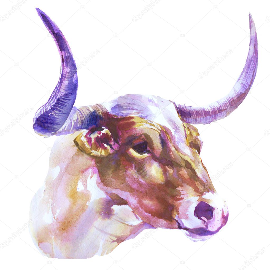Bull head cow with big horns isolated watercolor illustration