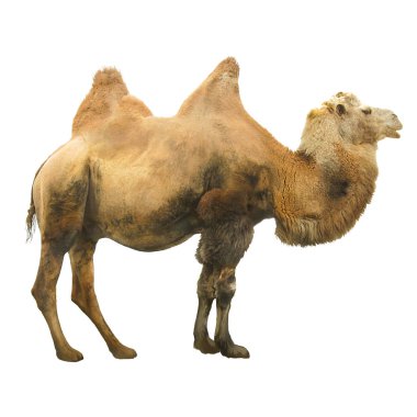 Beyaz arka plan üzerinde izole deve Stok fotoğraf