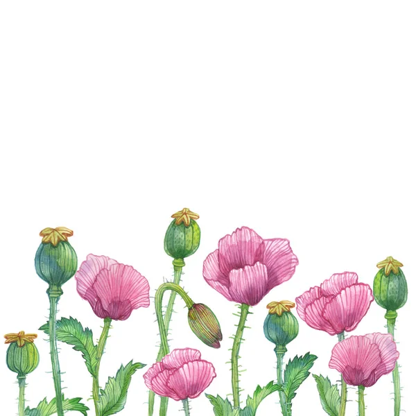 Aquarel Poppy Bloemen Met Paarse Bloesem Toppen Groene Bladeren Witte — Stockfoto