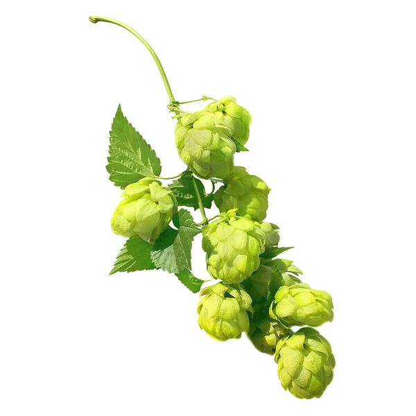 Bunch of green hops plant isolated on white background stock photo